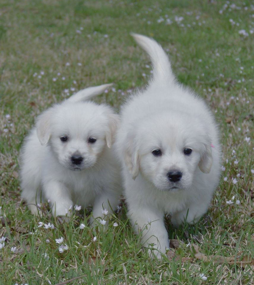 golden retriever mississippi white golden retriever puppies for sale golden retriever breeder southern charm golden retriever mississippi white golden retriever puppies for sale golden retriever breeder southern charm