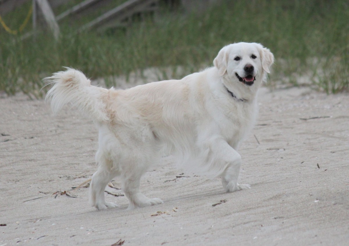 golden retriever puppies in mississippi golden retriever ms golden retriever puppy ms animals daisies puppys golden retriever puppies in mississippi golden retriever ms golden retriever puppy ms animals daisies puppys