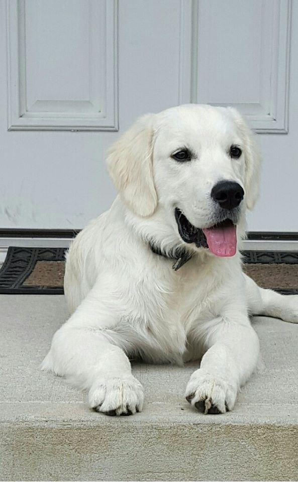 golden retriever puppies in mississippi white golden retriever puppies for sale golden retriever breeder southern charm golden retriever puppies in mississippi white golden retriever puppies for sale golden retriever breeder southern charm