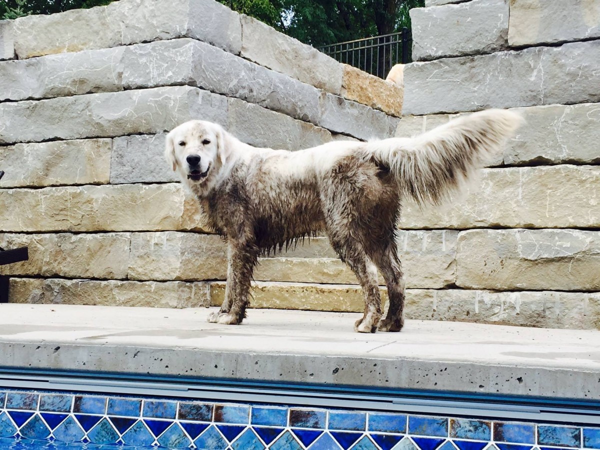 southern gold golden retrievers white golden retriever puppies for sale golden retriever breeder southern charm southern gold golden retrievers white golden retriever puppies for sale golden retriever breeder southern charm