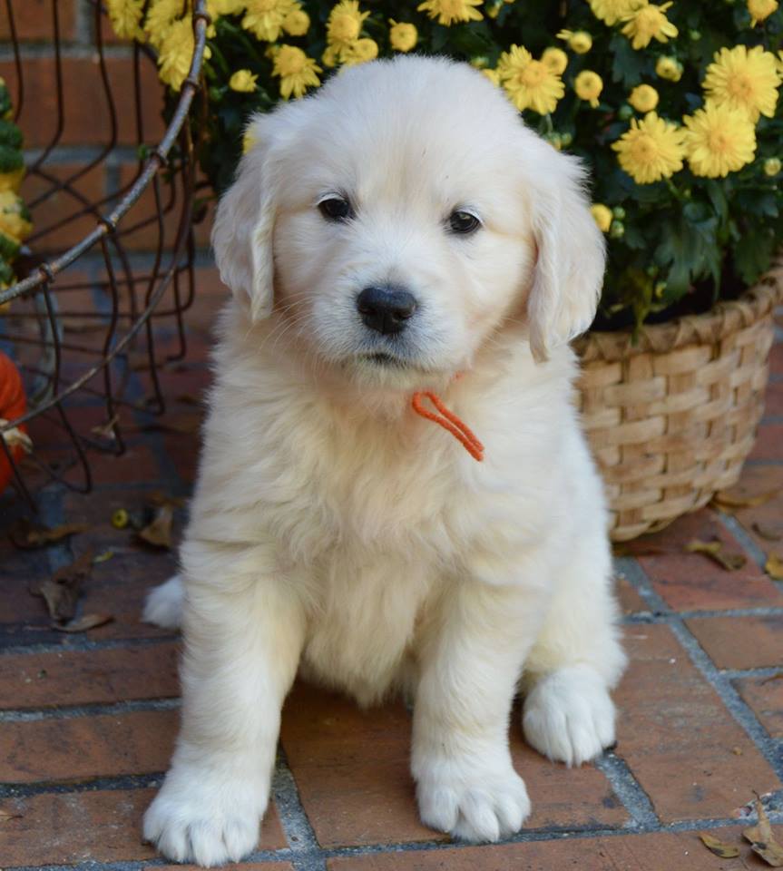 golden retriever puppies in mississippi white golden retriever puppies for sale golden retriever breeder southern charm golden retriever puppies in mississippi white golden retriever puppies for sale golden retriever breeder southern charm