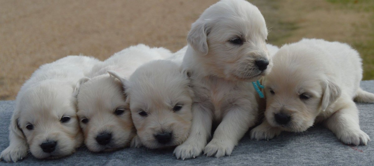 golden retriever puppies for sale in ms white golden retriever puppies for sale golden retriever breeder southern charm golden retriever puppies for sale in ms white golden retriever puppies for sale golden retriever breeder southern charm