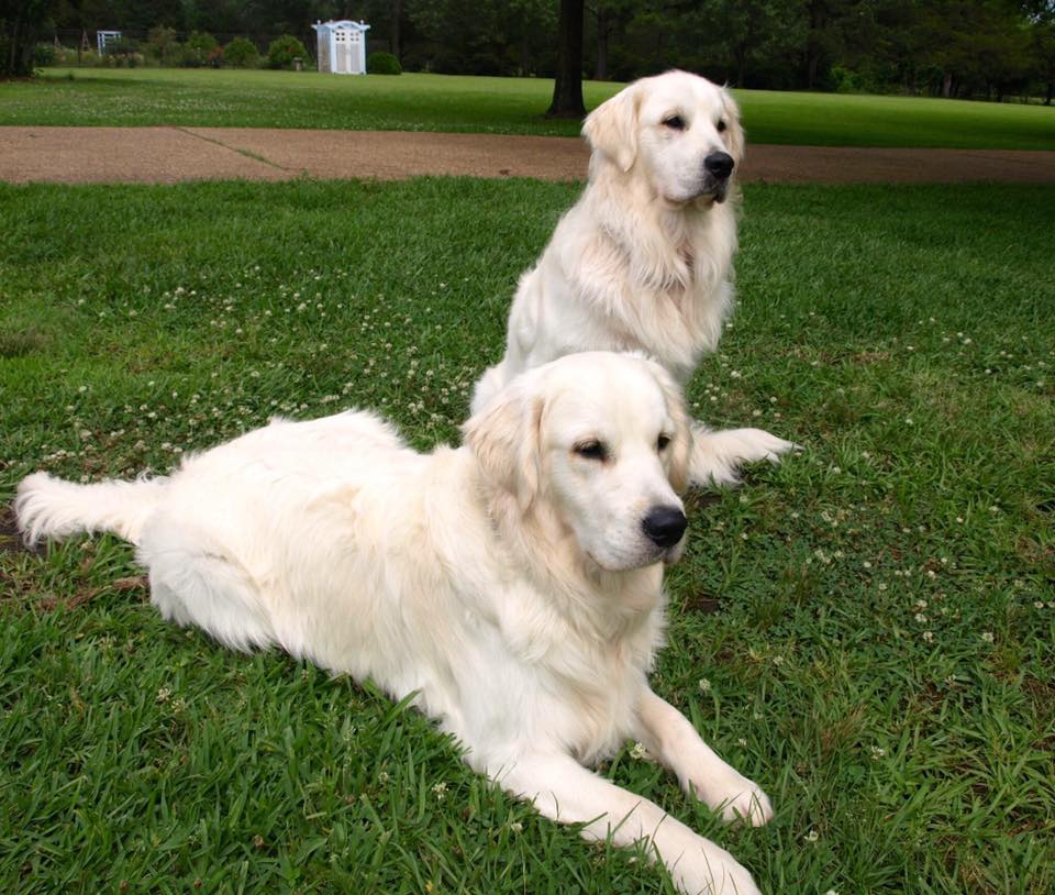 southern gold golden retrievers white golden retriever puppies for sale golden retriever breeder southern charm southern gold golden retrievers white golden retriever puppies for sale golden retriever breeder southern charm