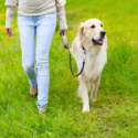 Tips for Choosing a Qualified Dog Sitter